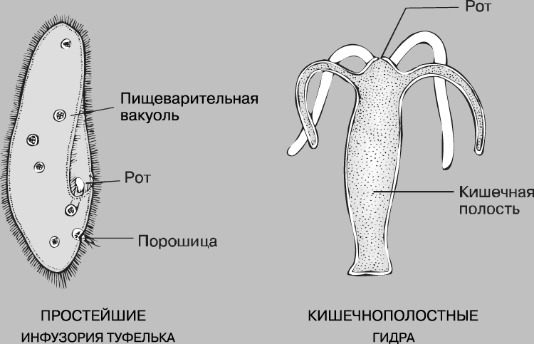 Зарегистрироваться на сайте кракен